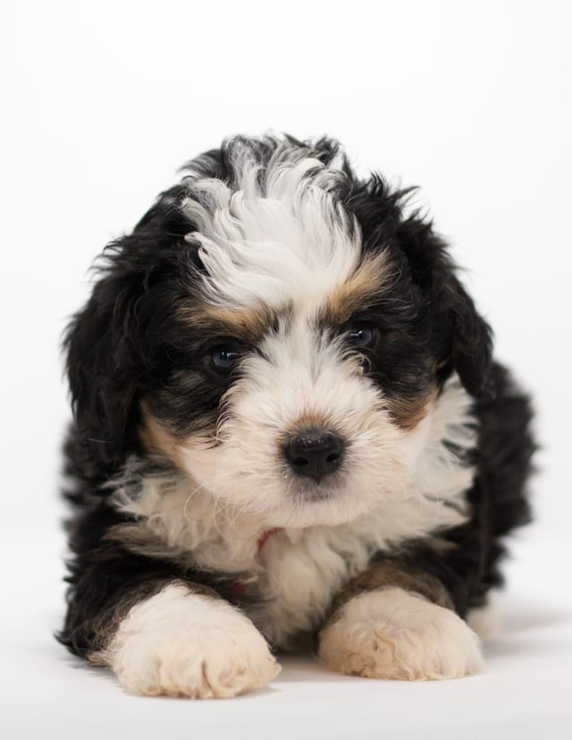 Fox came from Tyrell and Stanley's litter of F1 Bernedoodles