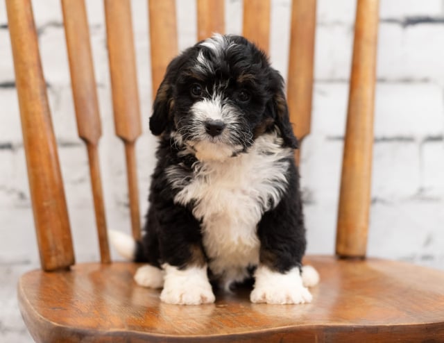 Paco is an F1 Bernedoodle that should have  and is currently living in Illinois