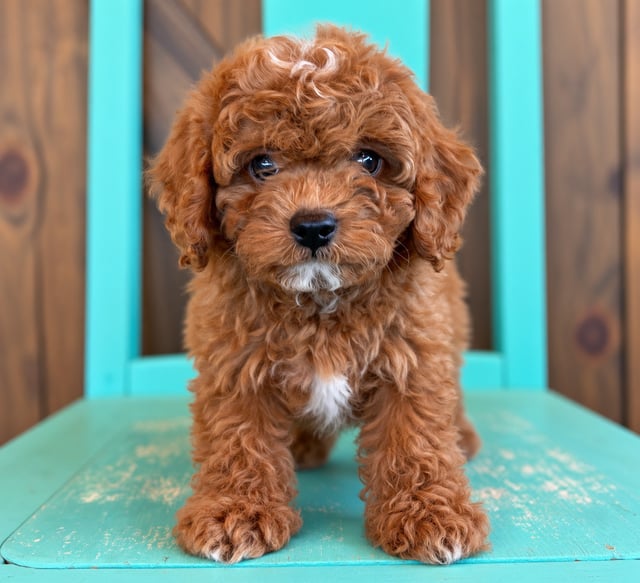 A picture of a Graham, a gorgeous Petite Cavapoos for sale