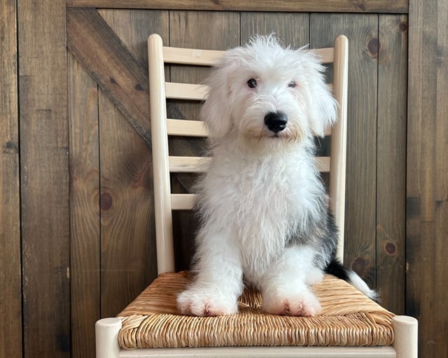 A picture of a Pepper, one of our Mini Sheepadoodles puppies that went to their home in Illinois