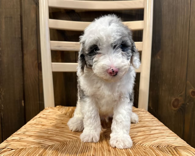 A picture of a Nemo, one of our Mini Sheepadoodles puppies that went to their home in South Dakota