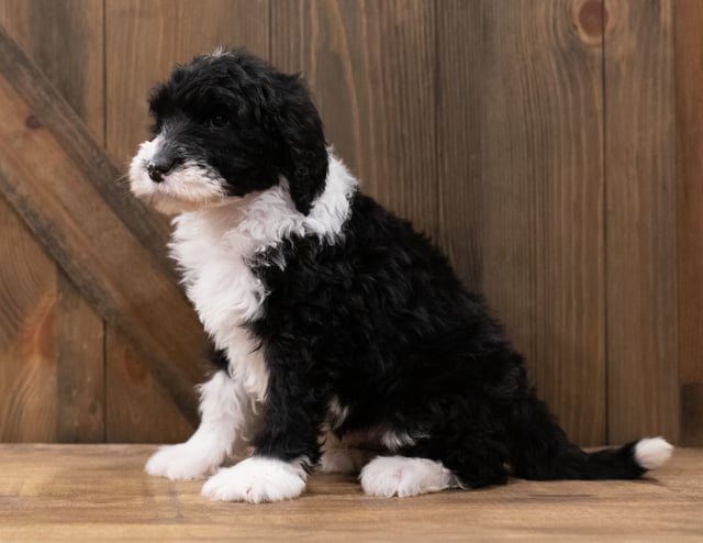 Zack is an F1 Sheepadoodle that should have  and is currently living in California