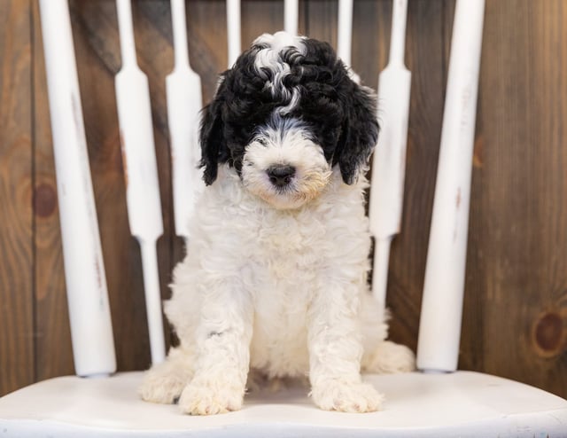 Another pic of our recent Sheepadoodle litter
