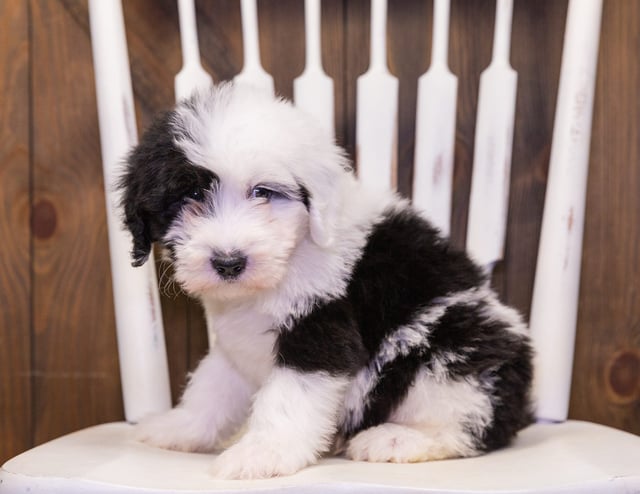 Fluffy came from Shandy and Bentley's litter of F1 Sheepadoodles