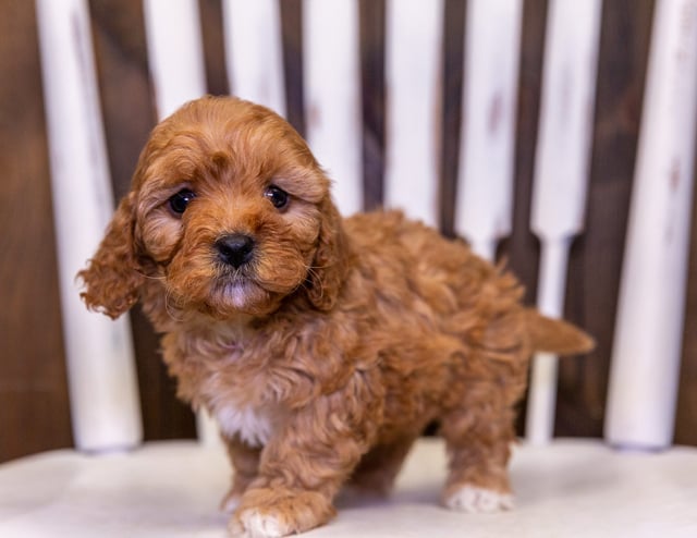 Uli is an F1 Cavapoo that should have  and is currently living in Iowa