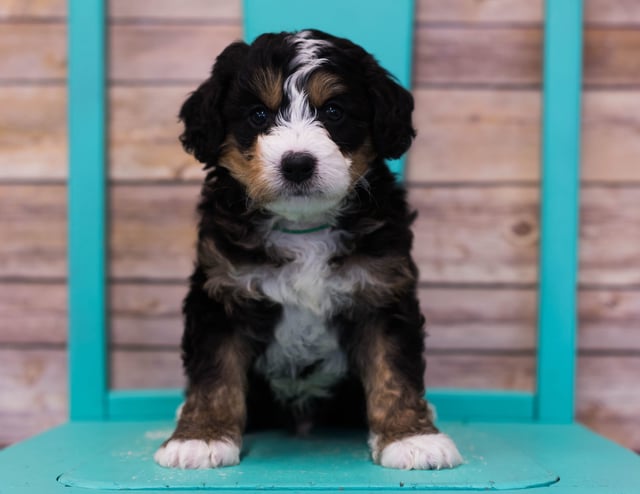 A picture of a Luther, one of our Mini Bernedoodles puppies that went to their home in Massachusetts 