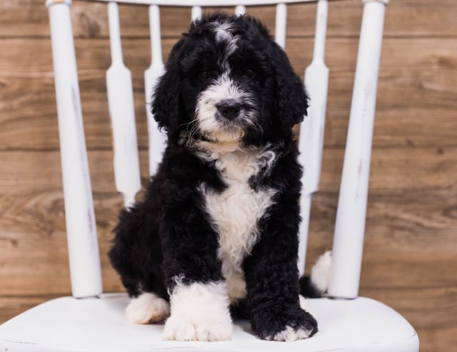 Scotty is an F1 Bernedoodle that should have  and is currently living in Illinois