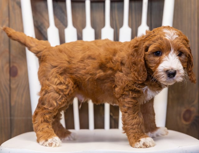 A picture of a Legend, one of our  Goldendoodles puppies that went to their home in Massachusetts