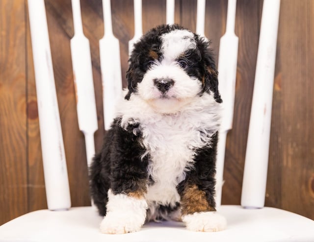 Ivan came from Della and Stanley's litter of F1 Bernedoodles