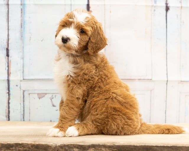 Wako came from Dallas and Scout's litter of F1B Goldendoodles