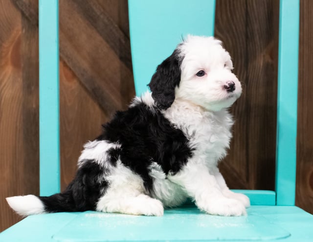 A picture of a Elliot, one of our Mini Sheepadoodles puppies that went to their home in Utah