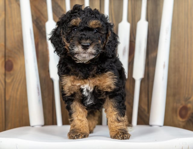 Tamale is an F1BB Bernedoodle that should have  and is currently living in Massachusetts 