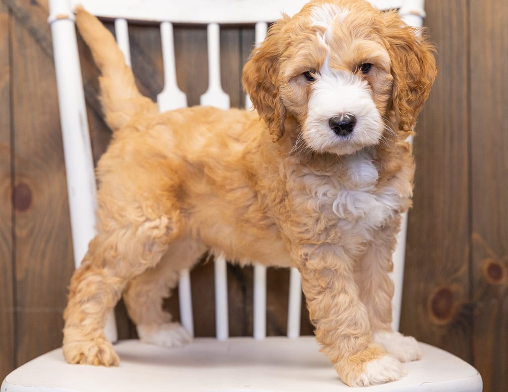 A picture of a Lewie, one of our  Goldendoodles puppies that went to their home in Nebraska