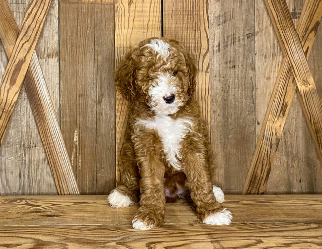 Jack came from Cora and Toby's litter of F1BB Goldendoodles