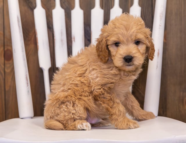 A picture of a Rhett, one of our Mini Goldendoodles puppies that went to their home in California