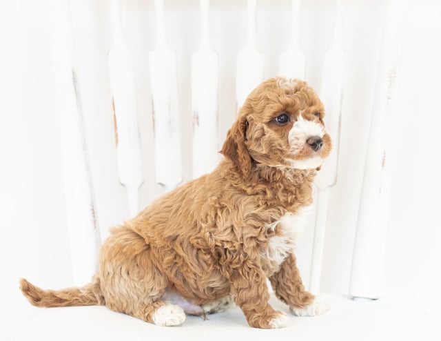 Miles came from Leia and Rugar's litter of F1B Goldendoodles