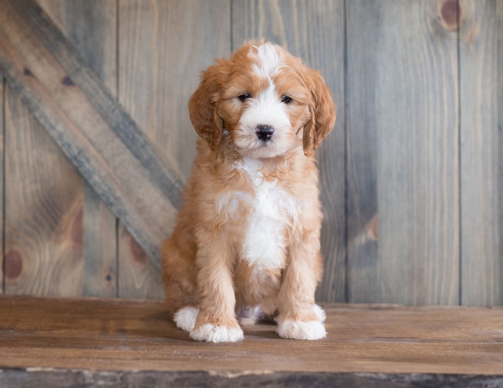 Belix came from Belix and Scout's litter of F1B Goldendoodles