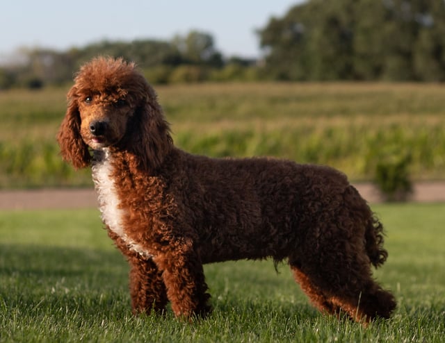 Irish Doodles bred in in Iowa by Poodles 2 Doodles