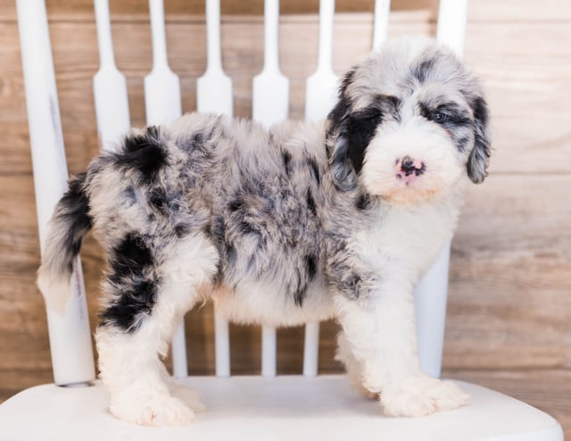 A picture of a Yanko, one of our Standard Sheepadoodles puppies that went to their home in Wisconsin 
