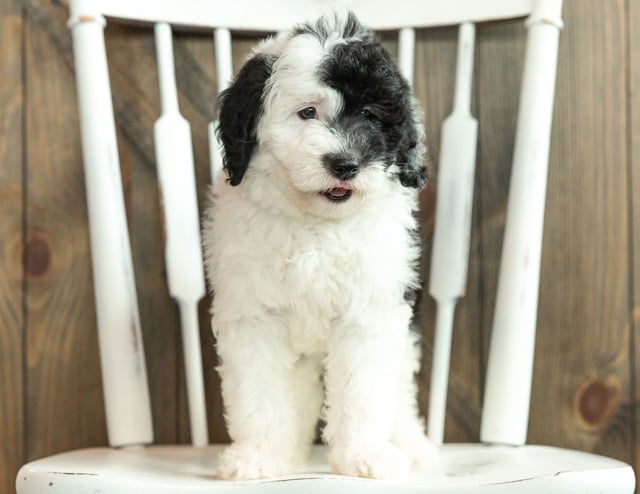 A picture of a Jada, one of our Mini Sheepadoodles puppies that went to their home in Minnesota