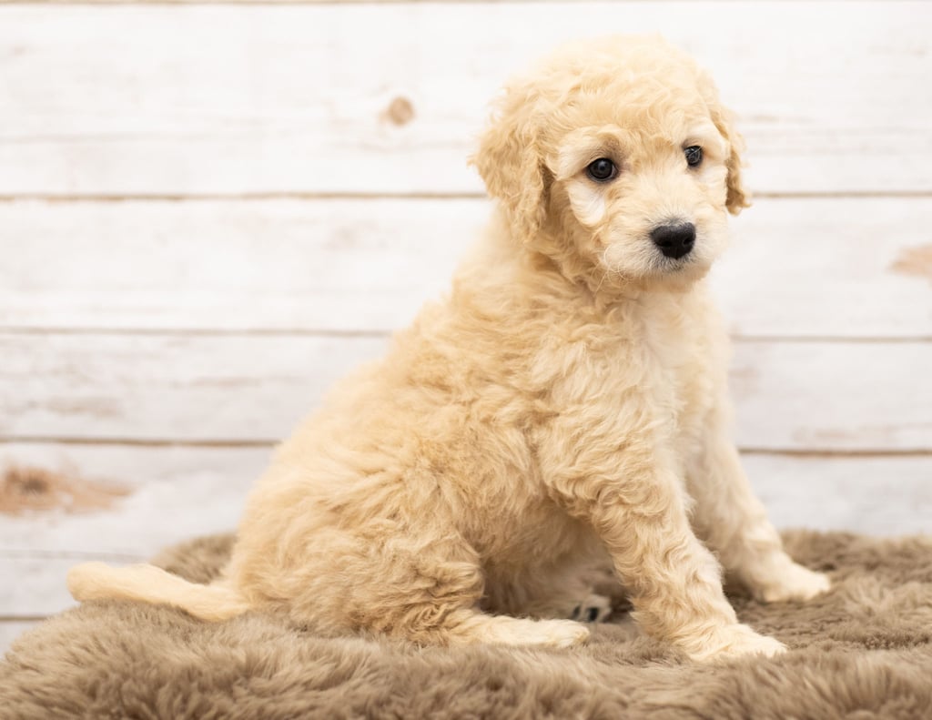 Ola is an Multigen Goldendoodle that should have  and is currently living in Nebraska