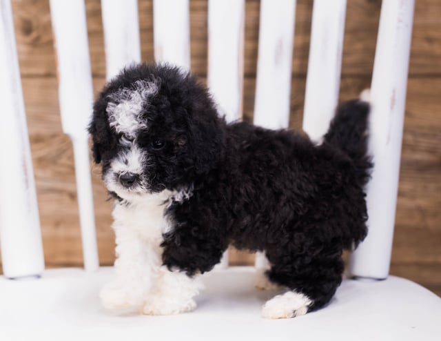 Quinny is an F1B Sheepadoodle that should have  and is currently living in Nebraska