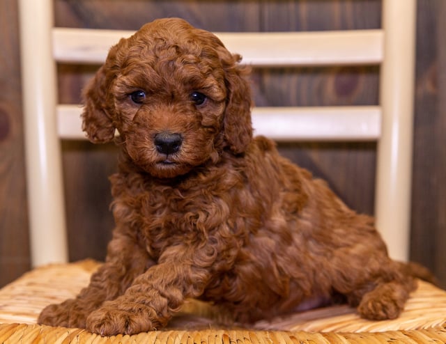 Emmo is an F1B Cavapoo that should have  and is currently living in California