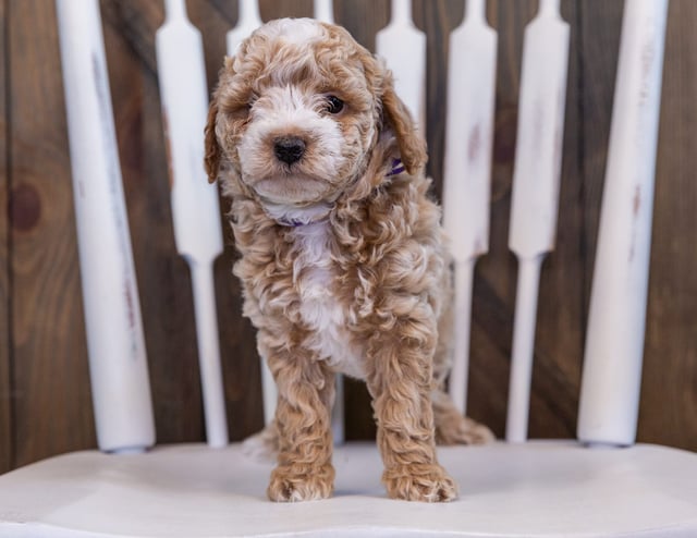 A picture of a Faith, one of our Petite Bernedoodles puppies that went to their home in Nebraska