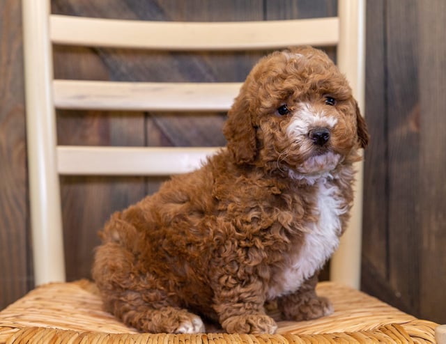 A picture of a Zini, one of our Mini Goldendoodles puppies that went to their home in Iowa