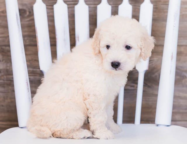 Vanilla came from Sassy and Ozzy's litter of F1 Goldendoodles