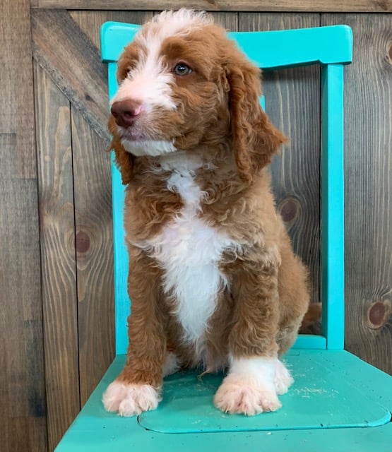 Ezo is an F1B Goldendoodle that should have  and is currently living in North Dakota