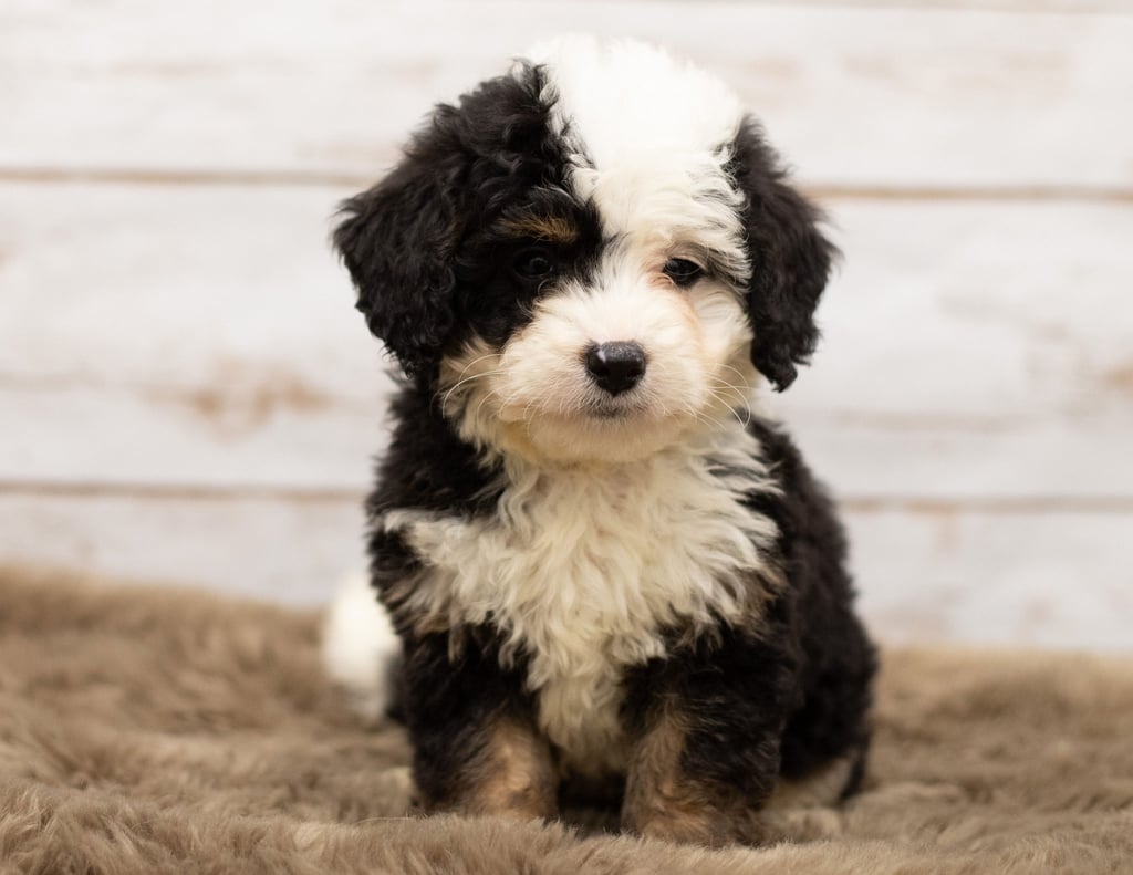 A picture of a Nia, one of our Mini Bernedoodles for sale