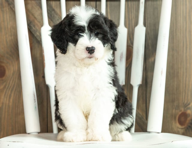 Jasper is an F1 Sheepadoodle that should have  and is currently living in Florida