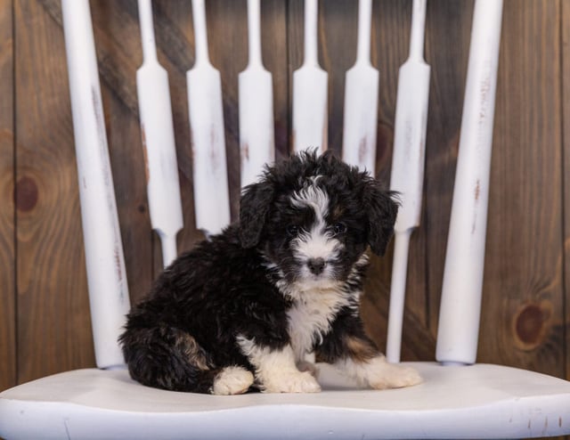 A picture of a Isaac, one of our  Bernedoodles puppies that went to their home in California