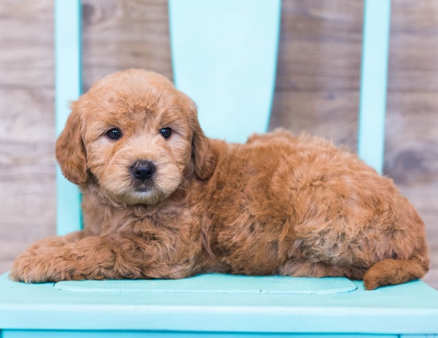 Omar is an F1 Goldendoodle that should have  and is currently living in Iowa 