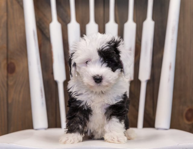 Tiana came from Millie and Stanley's litter of F1 Sheepadoodles