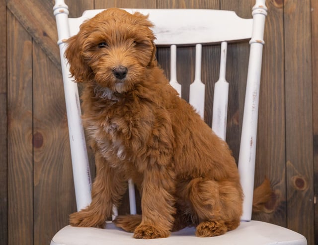 Emily is an F1BB Goldendoodle that should have  and is currently living in Iowa