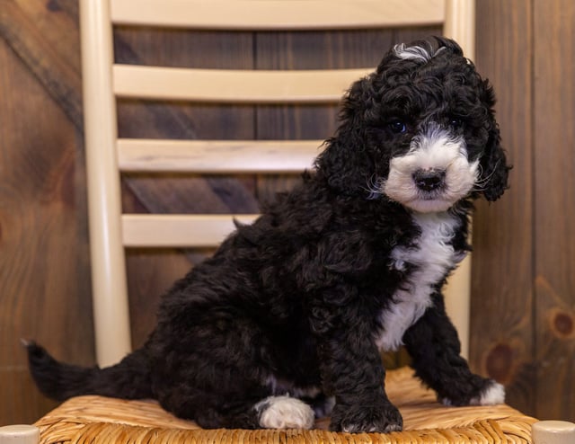 A picture of a Gidget, one of our Mini Sheepadoodles puppies that went to their home in Nebraska
