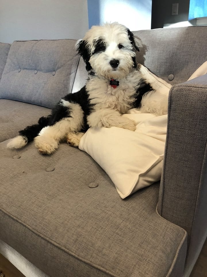 A litter of  Sheepadoodles raised in Iowa by Poodles 2 Doodles