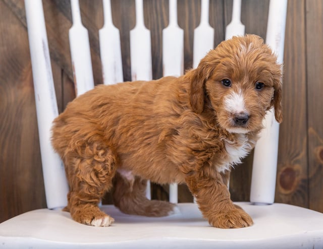 A picture of a Spike, one of our Mini Goldendoodles puppies that went to their home in Minnesota