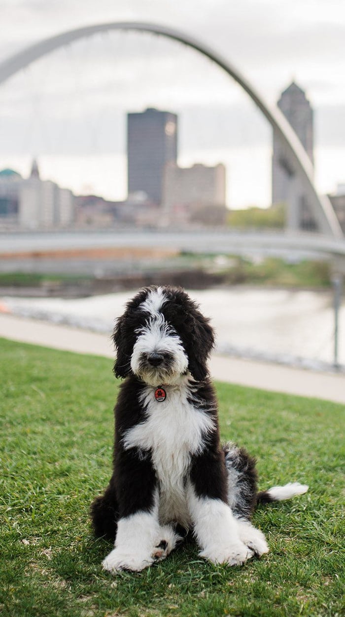 Standard F1 Sheepadoodle Puppy