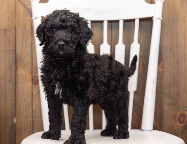 Otis is an F1B Goldendoodle that should have  and is currently living in Iowa