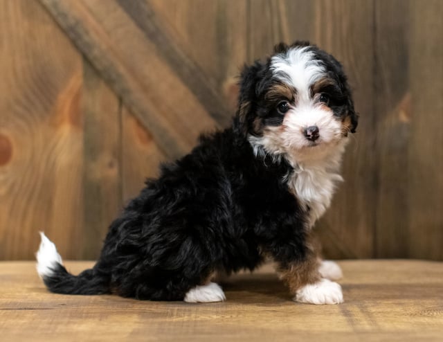 Quella came from Willow and Grimm's litter of F1 Bernedoodles