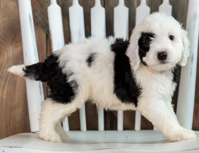 Levi is an F1B Sheepadoodle that should have  and is currently living in California