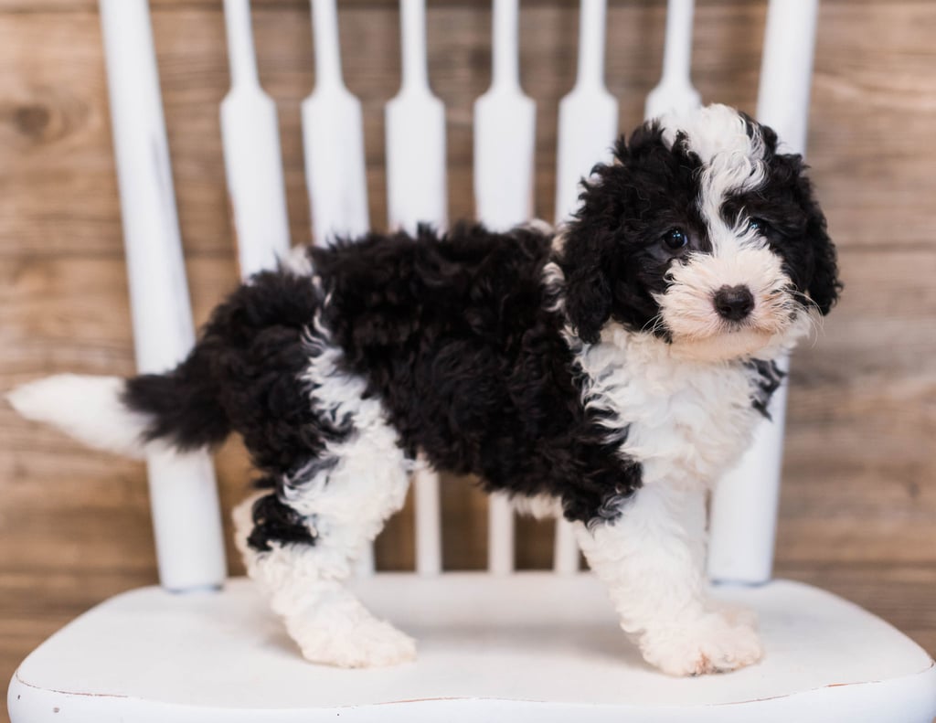 A picture of a Brie, one of our Mini Sheepadoodles puppies that went to their home in Illinois