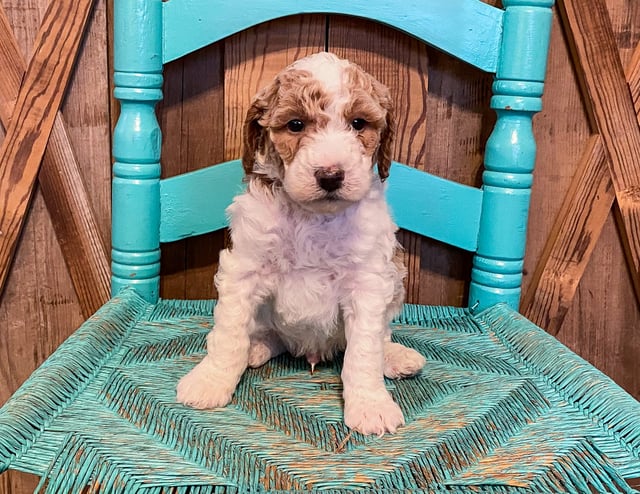 Mason is an F1BB Goldendoodle for sale in Iowa.