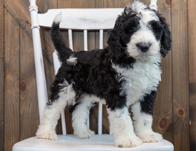 A picture of a Nobi, one of our Standard Sheepadoodles puppies that went to their home in Florida