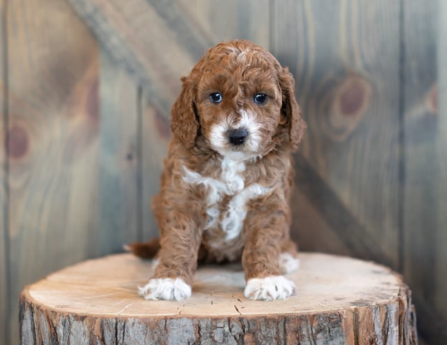 Goldendoodles bred in in Iowa by Poodles 2 Doodles