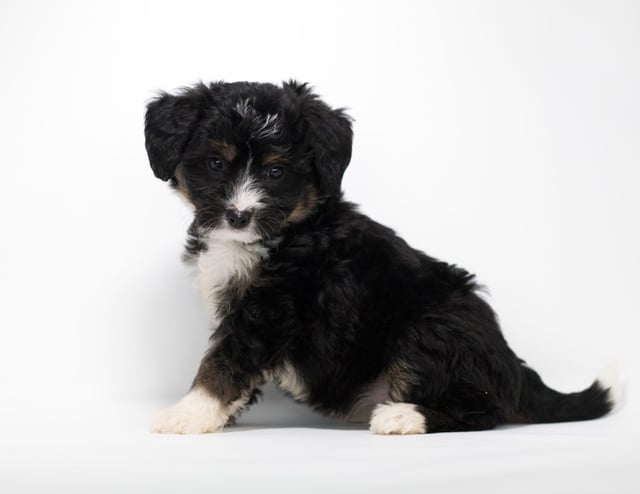 Faith is an F1 Bernedoodle for sale in Iowa.