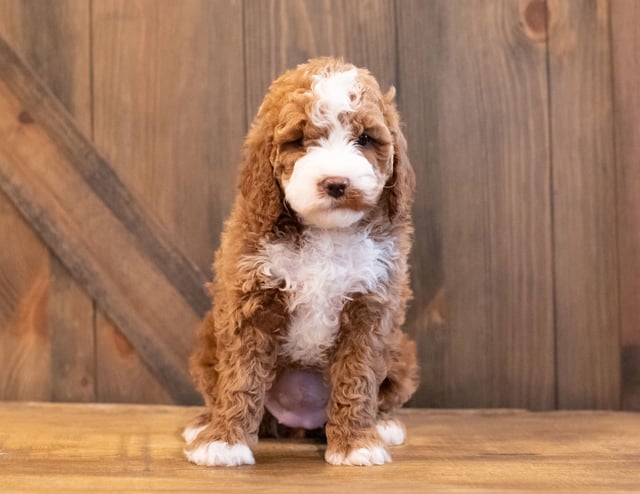 A picture of a Inca, one of our Mini Goldendoodles puppies that went to their home in Iowa 